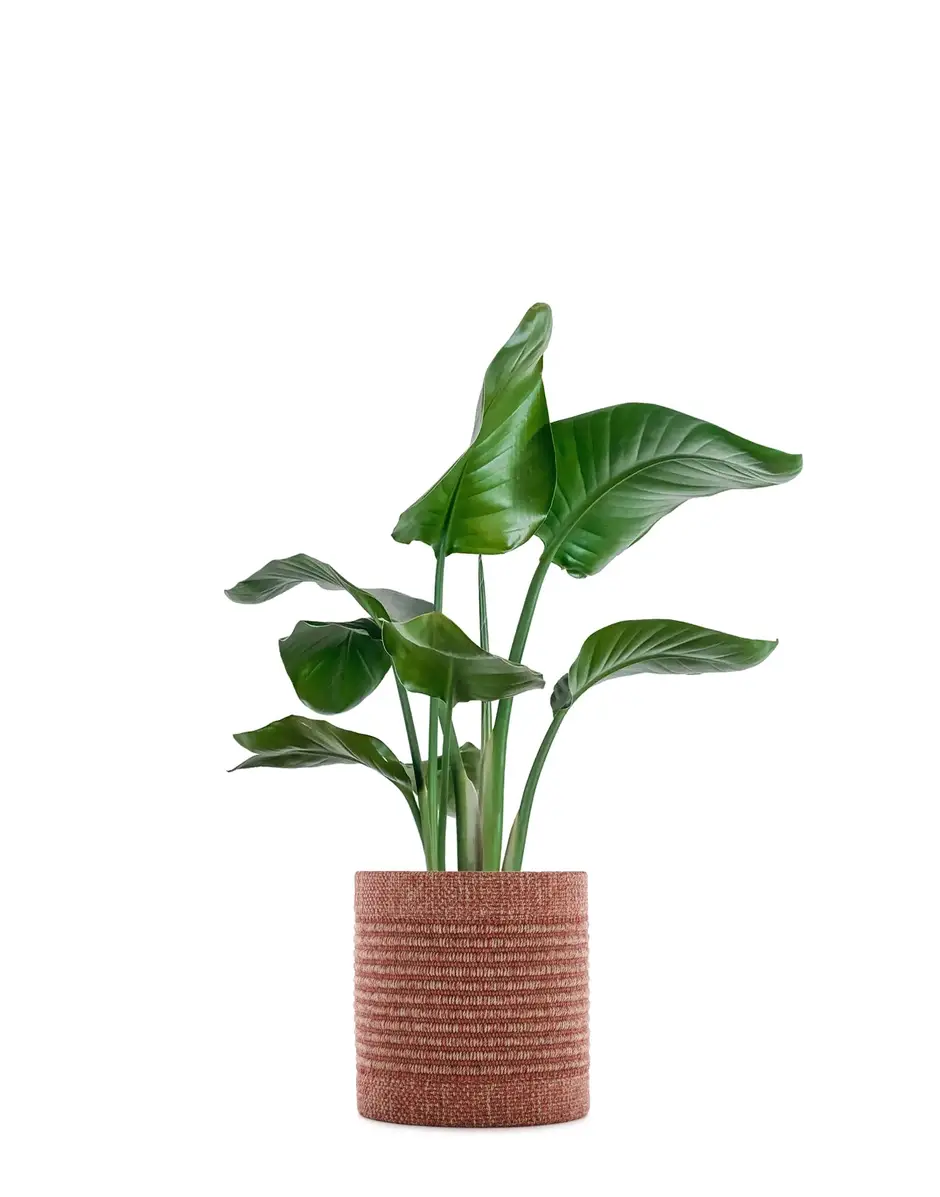 Kartell Kleo coprivaso Ludovica + Roberto Palomba Vendita Calda