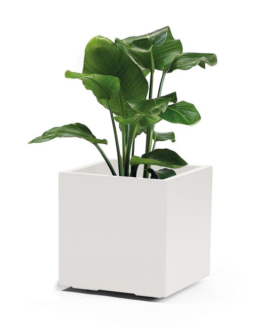 Leroymerlin Coprivaso per piante e fiori KEBE in polipropilene bianco H 40 cm L 40 x P 40 cm Offerta Giorno del Papà